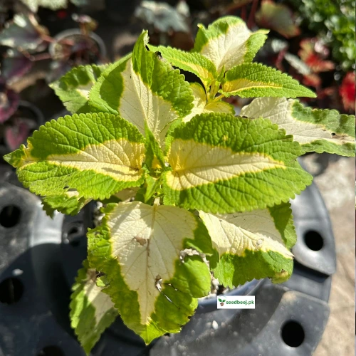 Elegant jade-white coleus foliage – decorative indoor plant SeedBeej.pk