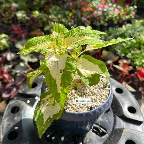 Coleus Wizard Jade plant with soft green and white leaves – indoor plant Lahore