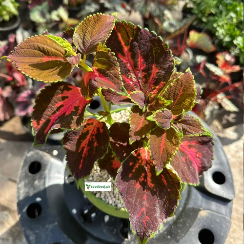 Vibrant red-green coleus leaves – decorative indoor plant SeedBeej.pk