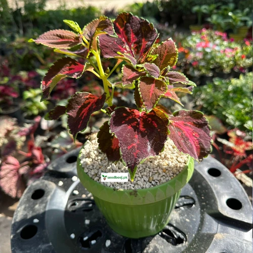 Coleus Walter Turner plant with rich burgundy and green foliage – indoor plant Lahore