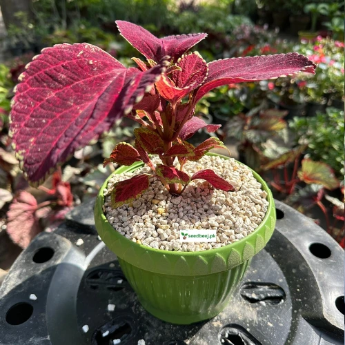Coleus Wizard Velvet Red Plant with deep red leaves – indoor decorative plant Lahore