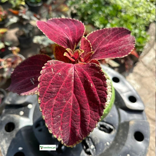 Velvety red coleus foliage – beautiful indoor plant from SeedBeej.pk