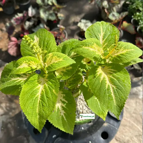 Lime-green coleus foliage – vibrant indoor decorative plant from SeedBeej.pk