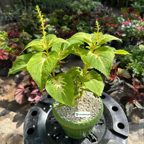 Coleus Electric Lime Plant with bright green leaves – indoor plant Lahore