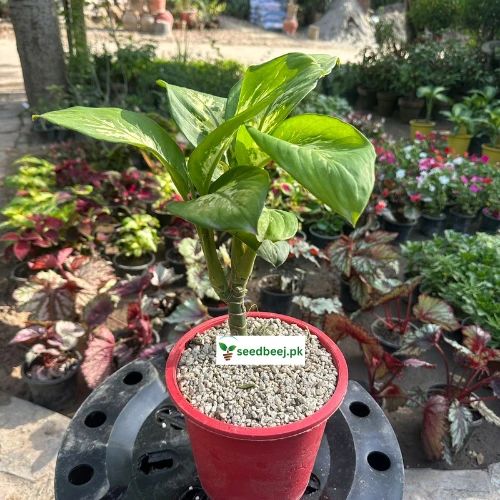 Dieffenbachia plant with lush green and cream variegated leaves in a pot