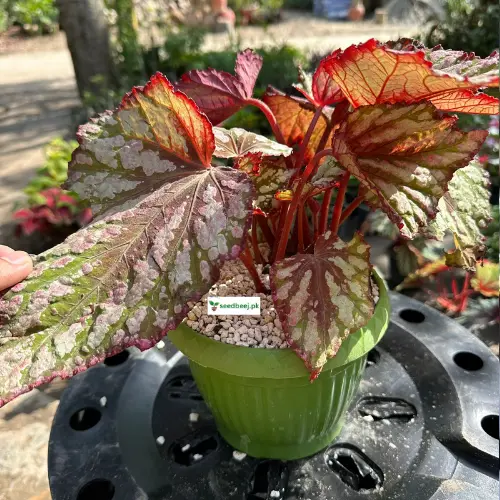 Rex Begonia Plant with colorful patterned leaves – indoor plant Lahore