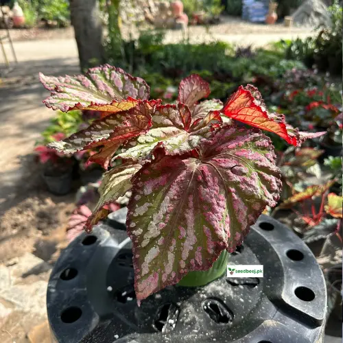 Begonia rex foliage with red and silver textures – decorative houseplant from SeedBeej.pk