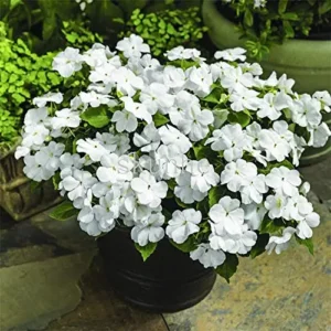 Indoor White Impatien plant in pot – available only for Lahore customers