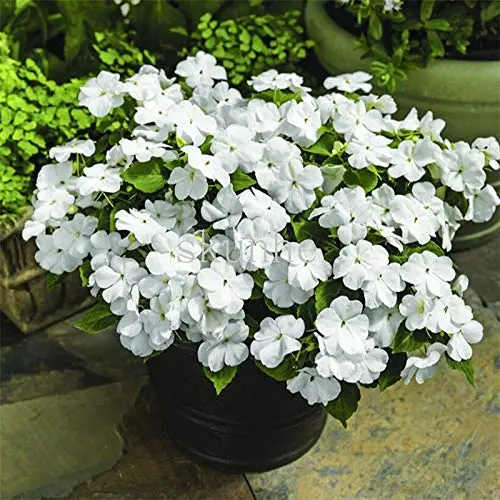 Indoor White Impatien plant in pot – available only for Lahore customers