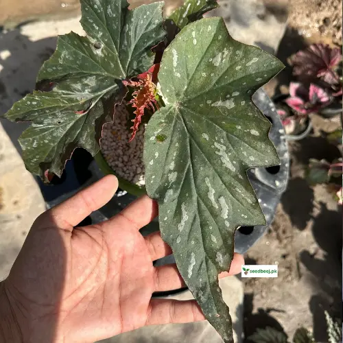 Begonia angel wing foliage close-up – elegant decorative houseplant SeedBeej.pk
