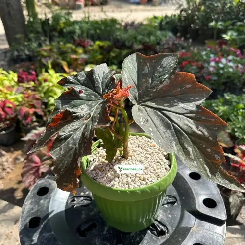 Angel Wing Begonia with silver spotted leaves and pink flowers – indoor plant Lahore