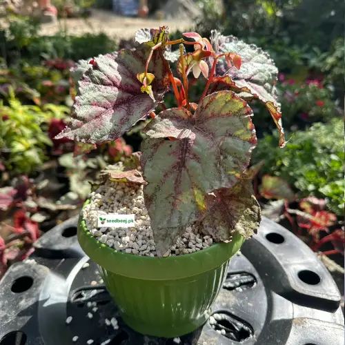 Rex Begonia colorful foliage – pink, green, and silver leaves indoor plant Lahore