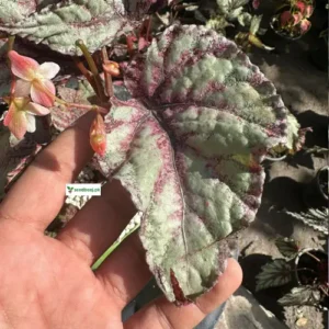 Begonia rex-cultorum close-up – decorative foliage houseplant SeedBeej.pk
