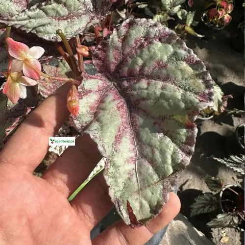 Begonia rex-cultorum close-up – decorative foliage houseplant SeedBeej.pk