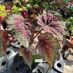 Begonia Rex Salsa, Red Begonia, Indoor Plants, Foliage Plants, Lahore Gardening, Decorative Plants, SeedBeej.pk