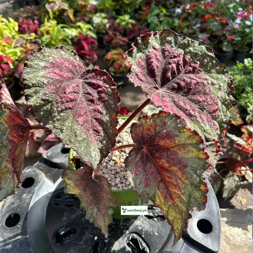 Begonia Rex Salsa, Red Begonia, Indoor Plants, Foliage Plants, Lahore Gardening, Decorative Plants, SeedBeej.pk