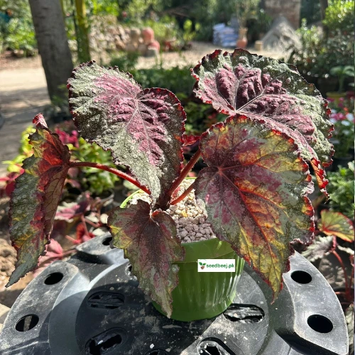 Begonia Rex Salsa close-up – colorful foliage decorative houseplant SeedBeej.pk