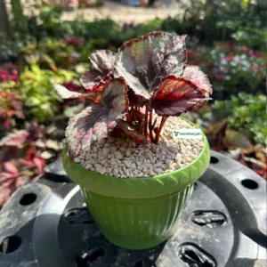 Begonia Rex Purple Blush – deep purple indoor foliage plant Lahore