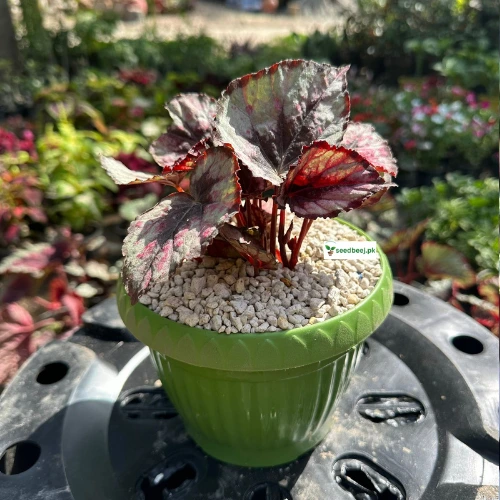 Begonia Rex Purple Blush – deep purple indoor foliage plant Lahore