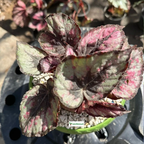 Begonia Purple Blush close-up – decorative houseplant with silver-green leaves