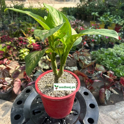 Healthy indoor Dieffenbachia plant thriving in indirect sunlight