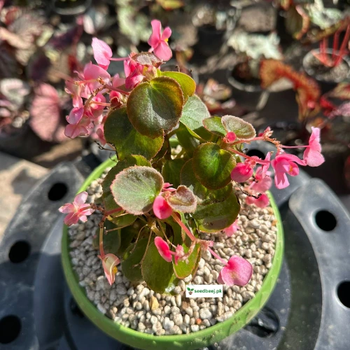 Bada Boom Begonia Pink flowering plant in 7-inch pot – Lahore delivery
