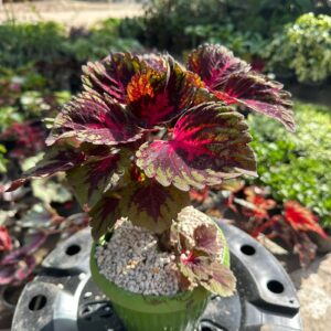 Multi-color leaf coleus plant in pot – vibrant home garden plant SeedBeej.pk