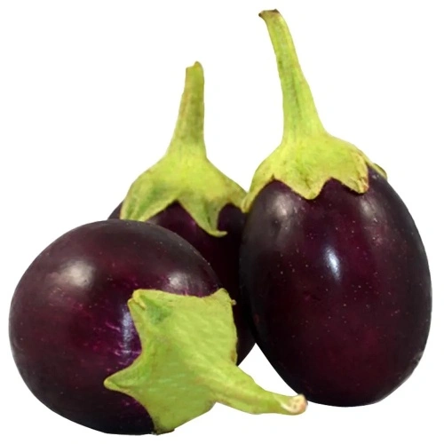 Round Brinjal Hybrid Seeds growing healthy purple fruits in Pakistan