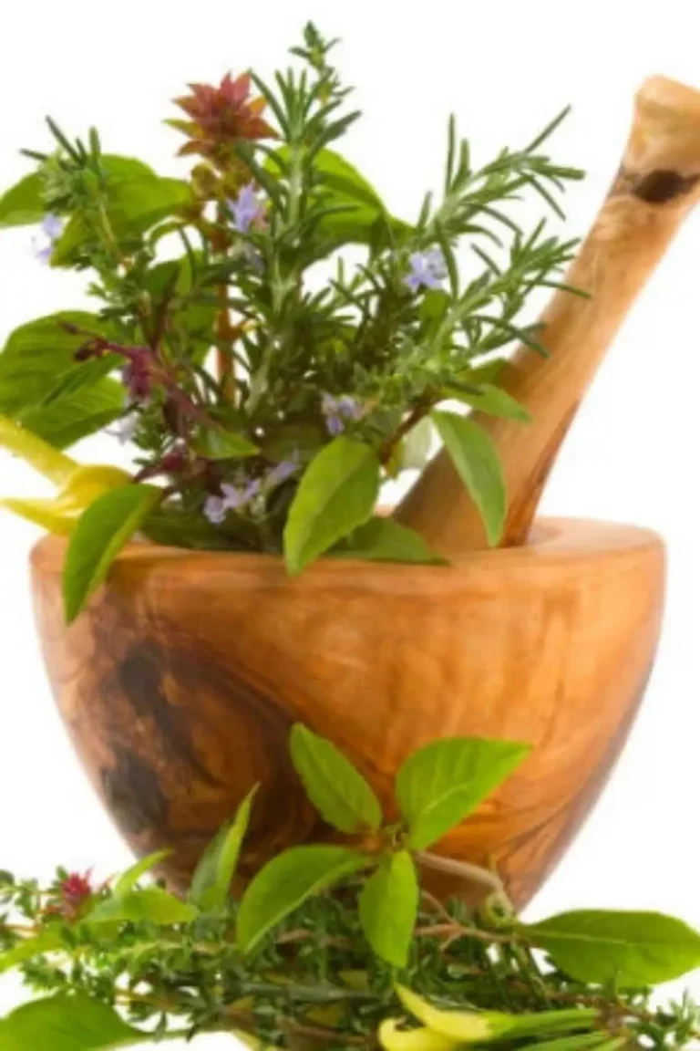 Herbs and Medicinal Plants in Pakistan – Home Gardening Guide