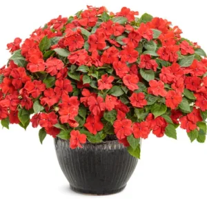 Indoor Red Impatien plant in pot – available only in Lahore