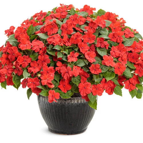 Indoor Red Impatien plant in pot – available only in Lahore