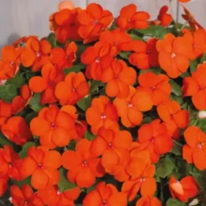 Indoor vibrant orange-red Impatien blooming flowers – available in Lahore