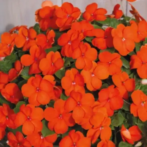 Indoor vibrant orange-red Impatien blooming flowers – available in Lahore