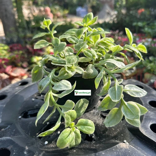 Baby Sun Rose plant with pink daisy-like flowers in Lahore