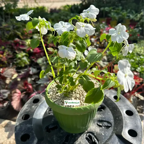 White Impatien flower plant with fresh blooms – SeedBeej.pk Lahore delivery