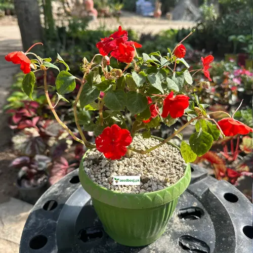 Red Impatien flower plant with fresh blooms – SeedBeej.pk Lahore delivery