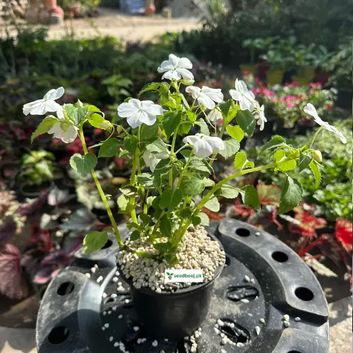 Indoor White Impatien plant in pot – available only for Lahore customers