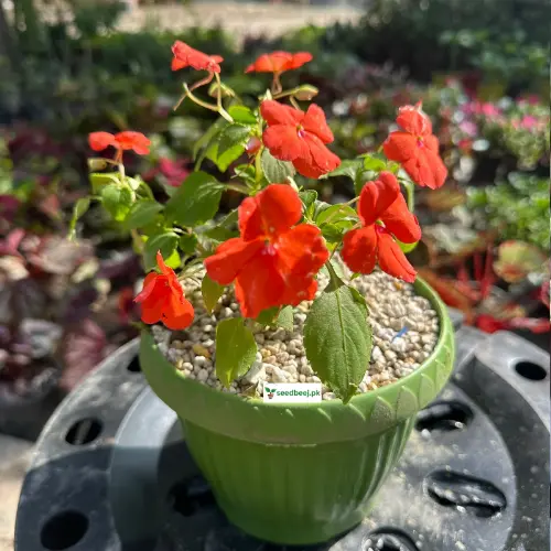 Orange-Red Impatien flower plant in pot – SeedBeej.pk Lahore delivery