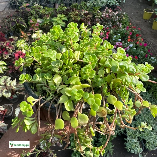 Sedum Stonecrop indoor succulent plant with fleshy green leaves in Lahore