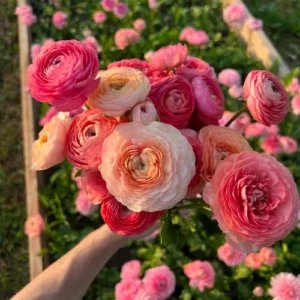 Vibrant Ranunculus flower seedlings with colorful layered petals – SeedBeej.pk