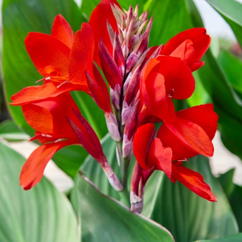 Vibrant red Canna Lily flowers blooming in a summer garden