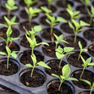 31 (1) Premium Chilli Hybrid F1 Seedlings