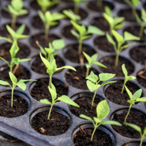 31 (1) Premium Chilli Hybrid F1 Seedlings