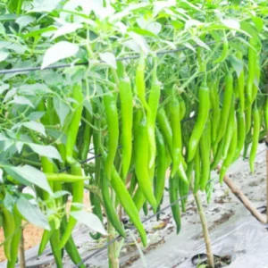 Premium Chilli Hybrid F1 Seedlings Premium Chilli Hybrid F1 Seedlings