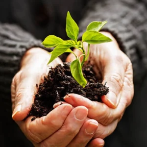 Premium Chilli Hybrid F1 Seedlings Premium Chilli Hybrid F1 Seedlings