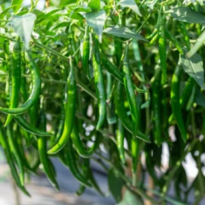 34 (1) Premium Chilli Hybrid F1 Seedlings