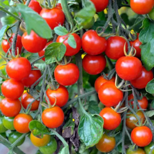 34 (3) Red Cherry Tomato Hybrid F1 seedlings