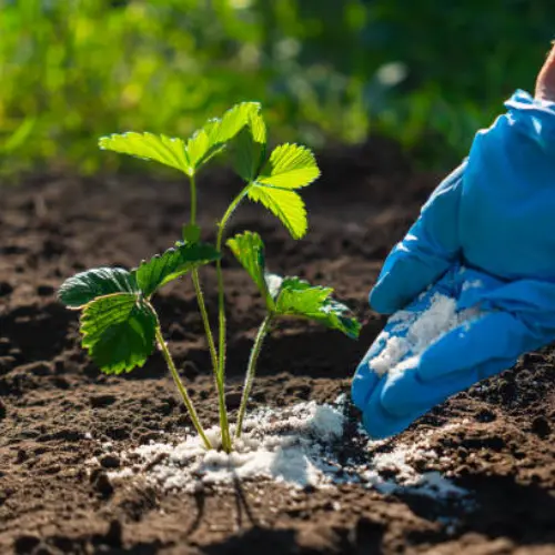 Healthy strawberry roots for home gardening Pakistan Healthy strawberry roots for home gardening Pakistan
