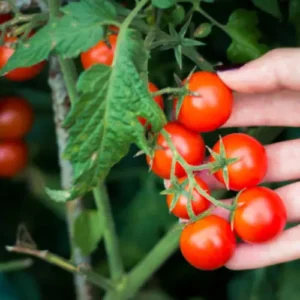 Healthy Red Cherry Tomato Hybrid F1 Seedlings ready for planting Healthy Red Cherry Tomato Hybrid F1 Seedlings ready for planting
