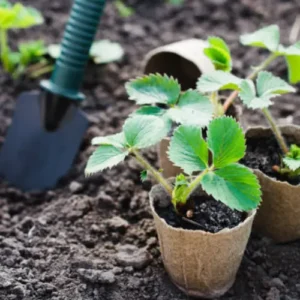 36 (2) Strawberry Roots